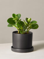 Plant Set