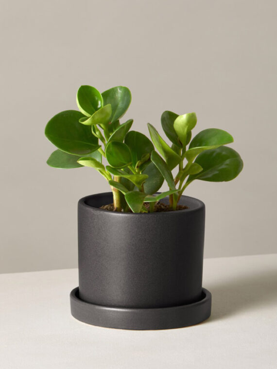 Plant Set