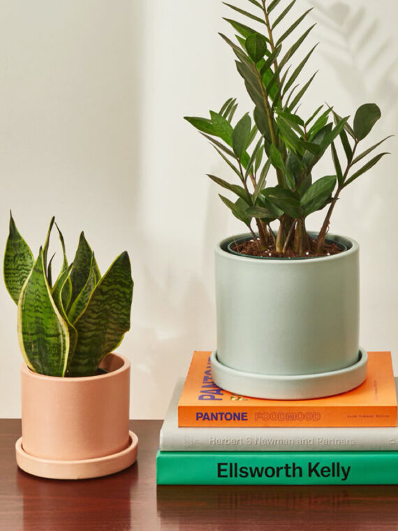 ZZ Plant
