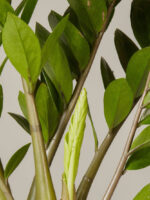 ZZ Plant