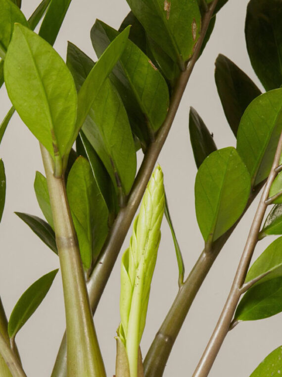 ZZ Plant