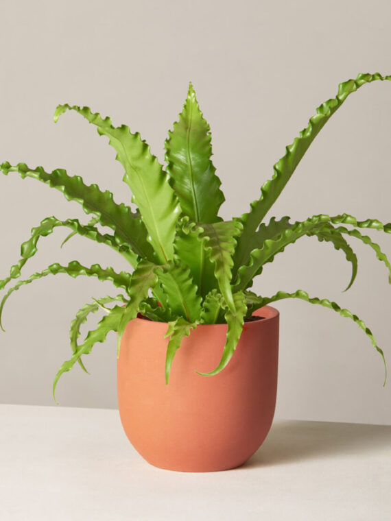 Bird's Nest Fern