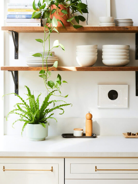 Bird's Nest Fern