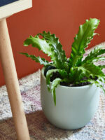 Bird's Nest Fern