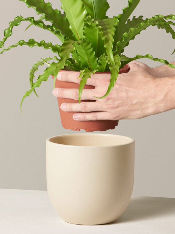 Bird's Nest Fern