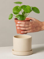 Pilea Peperomioides