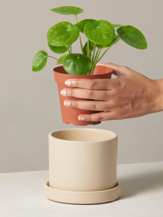 Pilea Peperomioides