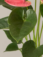 Pink Anthurium