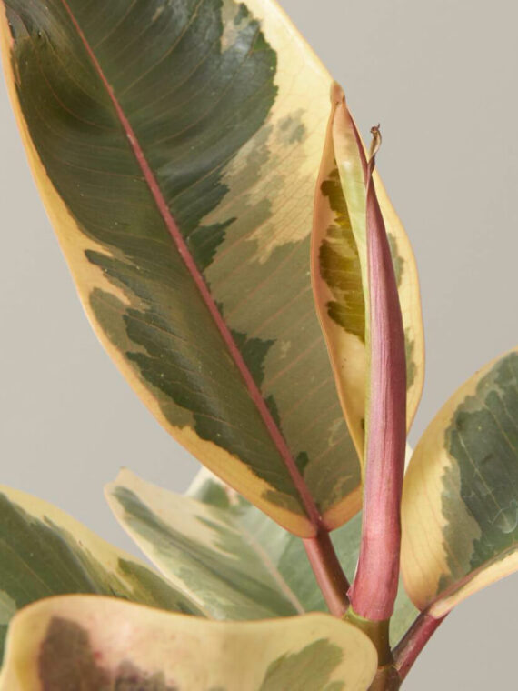 Ficus Tineke