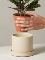 Calathea Rattlesnake